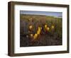 Broomrape (Cistanche Phelypaea) in Flower, Killing its Host Glasswort (Salicornia Sp) Huelva, Spain-Benvie-Framed Photographic Print