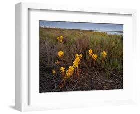 Broomrape (Cistanche Phelypaea) in Flower, Killing its Host Glasswort (Salicornia Sp) Huelva, Spain-Benvie-Framed Photographic Print