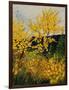 Brooms Shrubs-Pol Ledent-Framed Art Print