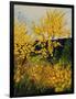 Brooms Shrubs-Pol Ledent-Framed Art Print