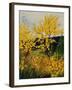 Brooms Shrubs-Pol Ledent-Framed Art Print