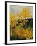 Brooms Shrubs-Pol Ledent-Framed Art Print