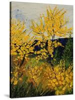 Brooms Shrubs-Pol Ledent-Stretched Canvas