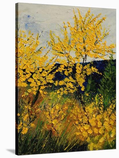 Brooms Shrubs-Pol Ledent-Stretched Canvas