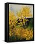 Brooms Shrubs-Pol Ledent-Framed Stretched Canvas