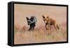 Brothers-Jun Zuo-Framed Stretched Canvas