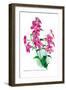 Browallia Speciosa Major-H.g. Moon-Framed Art Print