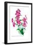 Browallia Speciosa Major-H.g. Moon-Framed Art Print