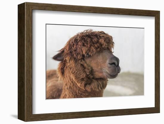 Brown Alpaca Face close Up-B NITI-Framed Photographic Print