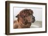 Brown Alpaca Face close Up-B NITI-Framed Photographic Print