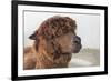 Brown Alpaca Face close Up-B NITI-Framed Photographic Print