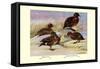 Brown and Auckland Ducks-Louis Agassiz Fuertes-Framed Stretched Canvas