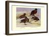 Brown and Auckland Ducks-Louis Agassiz Fuertes-Framed Art Print