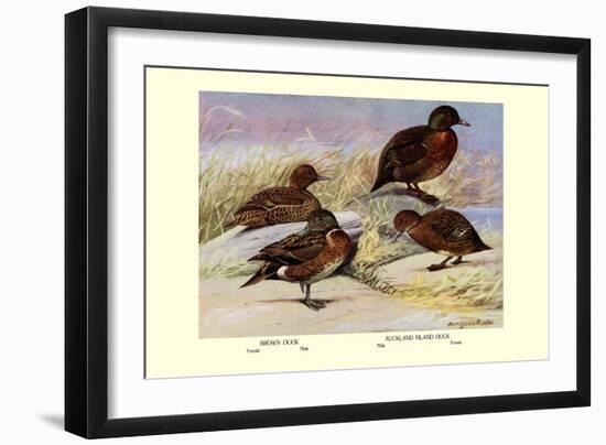 Brown and Auckland Ducks-Louis Agassiz Fuertes-Framed Art Print