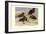 Brown and Auckland Ducks-Louis Agassiz Fuertes-Framed Art Print