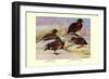 Brown and Auckland Ducks-Louis Agassiz Fuertes-Framed Art Print