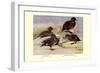 Brown and Auckland Ducks-Louis Agassiz Fuertes-Framed Art Print