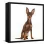 Brown-and-tan Miniature Pinscher puppy, with ears up.-Mark Taylor-Framed Stretched Canvas