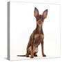 Brown-and-tan Miniature Pinscher puppy, with ears up.-Mark Taylor-Stretched Canvas