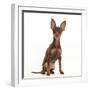 Brown-and-tan Miniature Pinscher puppy, with ears up.-Mark Taylor-Framed Photographic Print