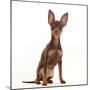 Brown-and-tan Miniature Pinscher puppy, with ears up.-Mark Taylor-Mounted Photographic Print