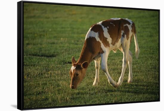 Brown and White Calf-DLILLC-Framed Stretched Canvas