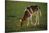 Brown and White Calf-DLILLC-Stretched Canvas