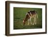 Brown and White Calf-DLILLC-Framed Photographic Print