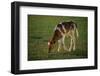 Brown and White Calf-DLILLC-Framed Photographic Print