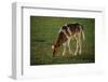 Brown and White Calf-DLILLC-Framed Photographic Print