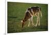 Brown and White Calf-DLILLC-Framed Photographic Print