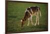 Brown and White Calf-DLILLC-Framed Photographic Print