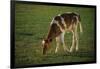 Brown and White Calf-DLILLC-Framed Photographic Print