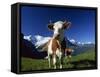 Brown and White Cow in Alpine Meadow, First, Grindelwald, Bern, Switzerland, Europe-Tomlinson Ruth-Framed Stretched Canvas