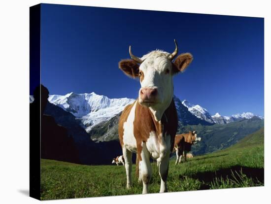 Brown and White Cow in Alpine Meadow, First, Grindelwald, Bern, Switzerland, Europe-Tomlinson Ruth-Stretched Canvas