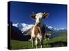 Brown and White Cow in Alpine Meadow, First, Grindelwald, Bern, Switzerland, Europe-Tomlinson Ruth-Stretched Canvas