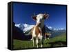 Brown and White Cow in Alpine Meadow, First, Grindelwald, Bern, Switzerland, Europe-Tomlinson Ruth-Framed Stretched Canvas