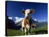 Brown and White Cow in Alpine Meadow, First, Grindelwald, Bern, Switzerland, Europe-Tomlinson Ruth-Stretched Canvas