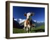 Brown and White Cow in Alpine Meadow, First, Grindelwald, Bern, Switzerland, Europe-Tomlinson Ruth-Framed Photographic Print