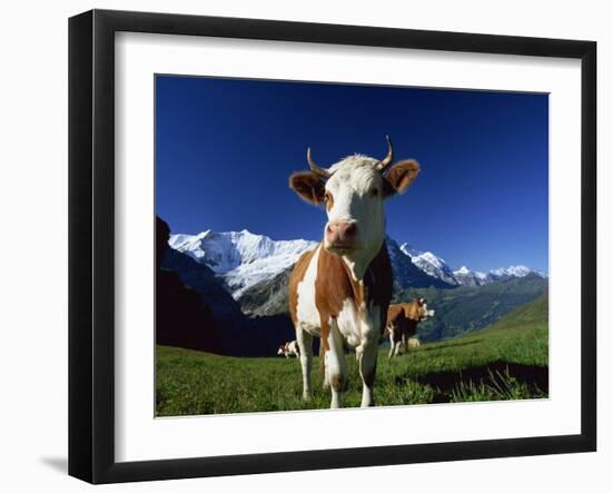Brown and White Cow in Alpine Meadow, First, Grindelwald, Bern, Switzerland, Europe-Tomlinson Ruth-Framed Photographic Print