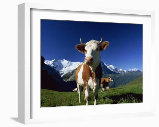 Brown and White Cow in Alpine Meadow, First, Grindelwald, Bern, Switzerland, Europe-Tomlinson Ruth-Framed Photographic Print