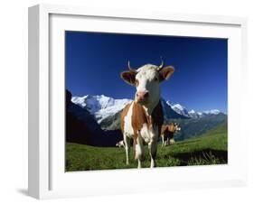 Brown and White Cow in Alpine Meadow, First, Grindelwald, Bern, Switzerland, Europe-Tomlinson Ruth-Framed Photographic Print