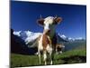 Brown and White Cow in Alpine Meadow, First, Grindelwald, Bern, Switzerland, Europe-Tomlinson Ruth-Mounted Photographic Print