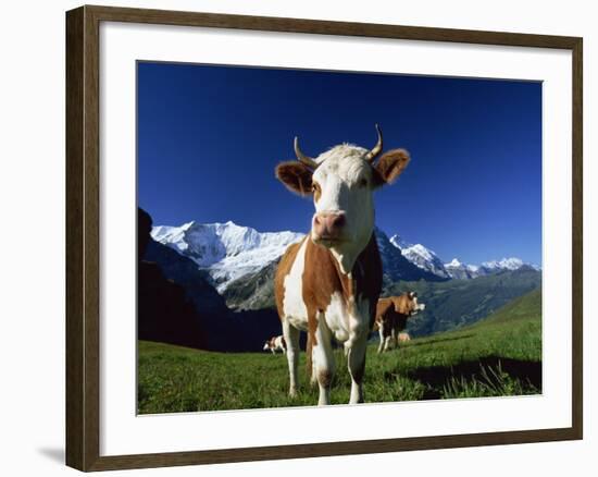 Brown and White Cow in Alpine Meadow, First, Grindelwald, Bern, Switzerland, Europe-Tomlinson Ruth-Framed Photographic Print