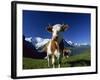 Brown and White Cow in Alpine Meadow, First, Grindelwald, Bern, Switzerland, Europe-Tomlinson Ruth-Framed Photographic Print