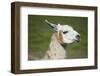 Brown and White Llama-SusanFeldberg-Framed Premium Photographic Print