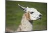 Brown and White Llama-SusanFeldberg-Mounted Premium Photographic Print