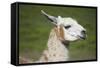 Brown and White Llama-SusanFeldberg-Framed Stretched Canvas