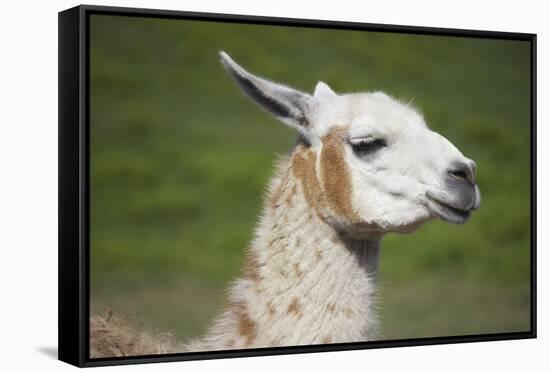 Brown and White Llama-SusanFeldberg-Framed Stretched Canvas