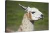 Brown and White Llama-SusanFeldberg-Stretched Canvas